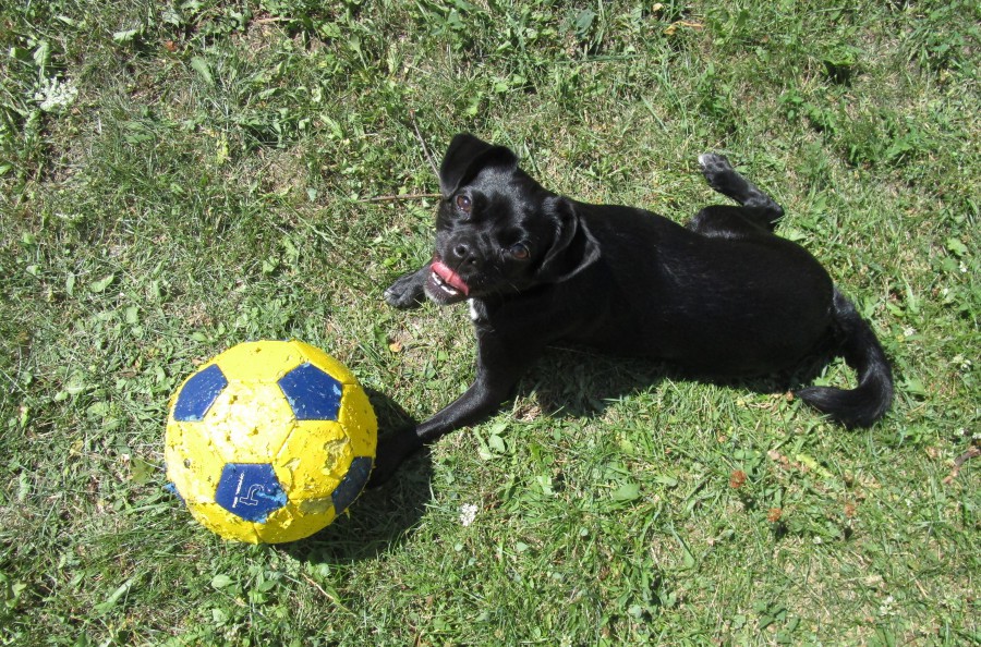 Ingyen kutyapiszokgyűjtő zacskó józsefvárosiaknak