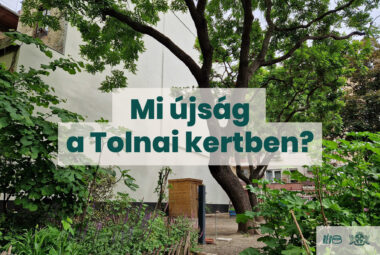 Mi újság a Tolnai kertben?