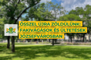 Ősszel újra zöldülünk: fakivágások és ültetés Józsefvárosban