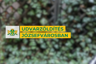 Udvarzöldítés Józsefvárosban