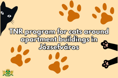 TNR program for cats around apartment building in Józsefváros