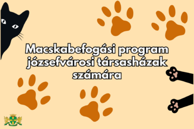 Macskabefogási program józsefvárosi társasházak számára