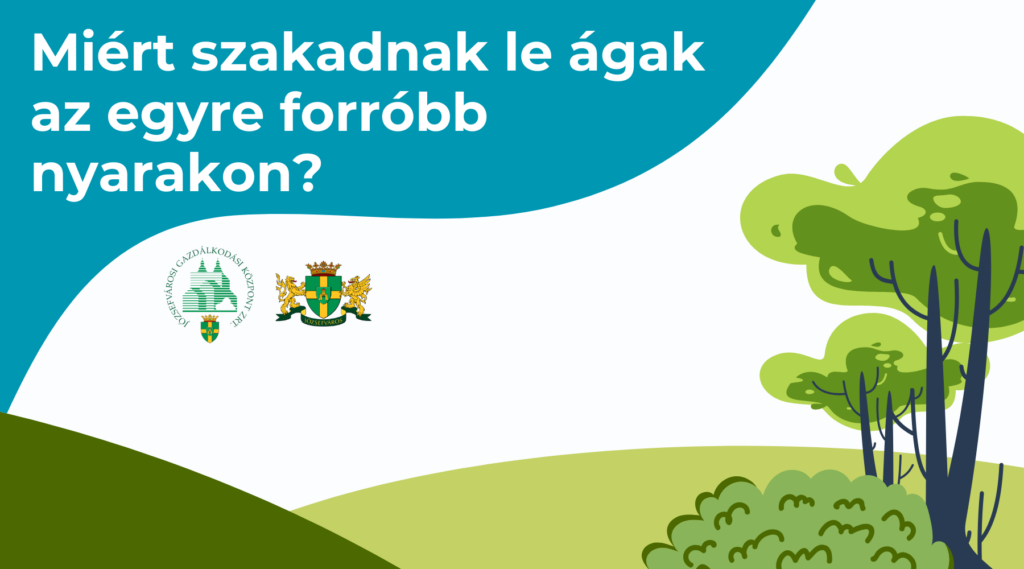Miért szakadnak le ágak az egyre foróbb nyarakon?